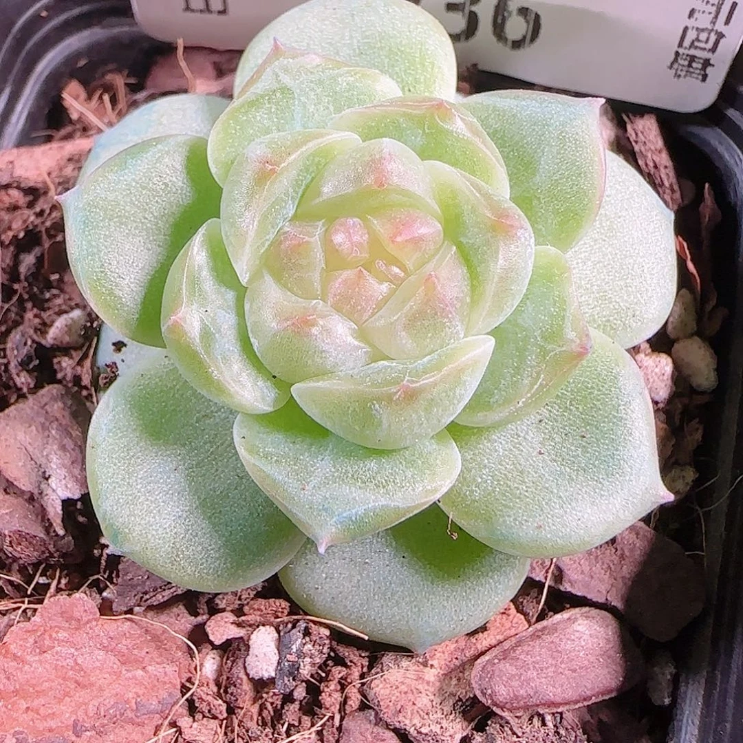 0925---236糖心珍妮