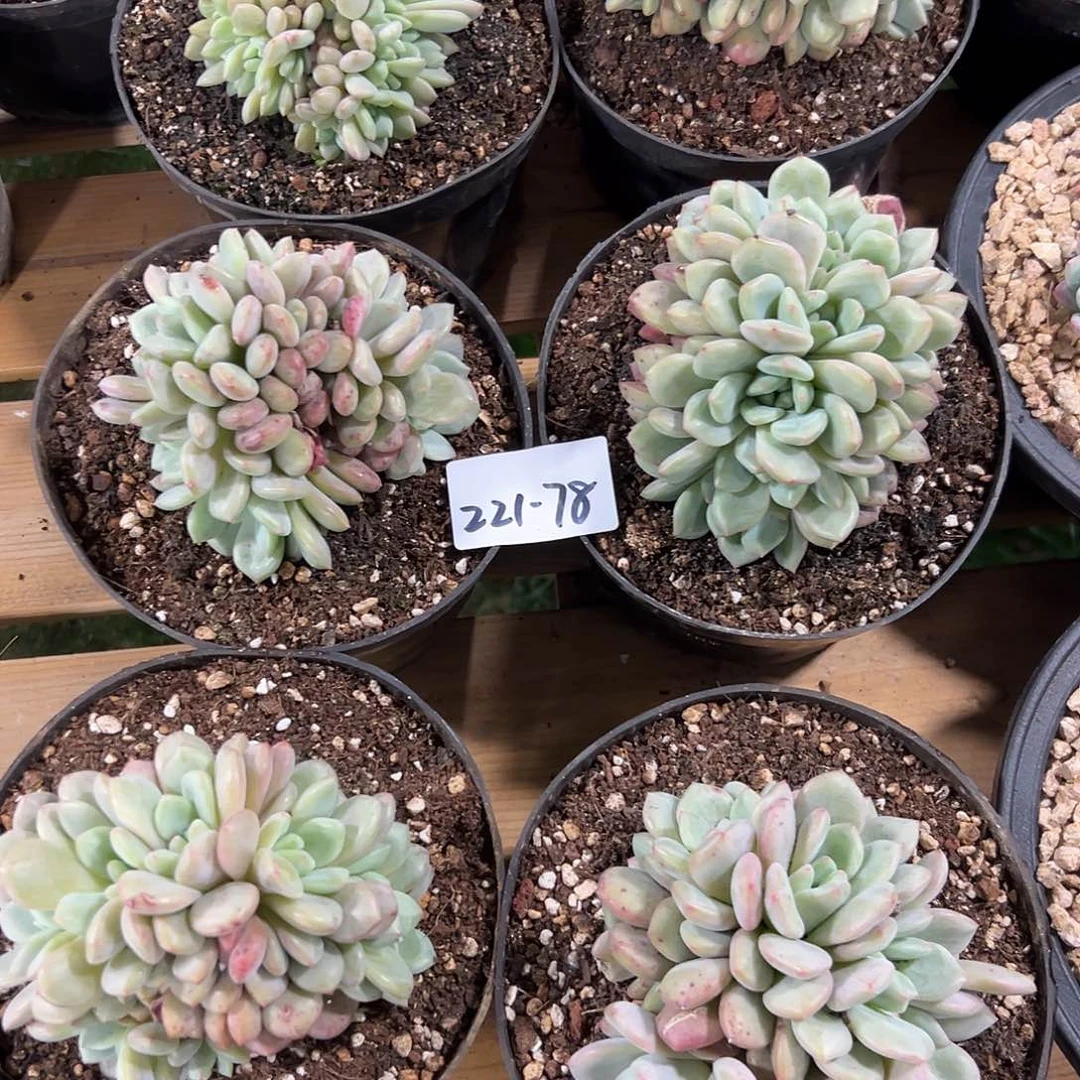 221-78爱丽儿朵朵缀多肉随机