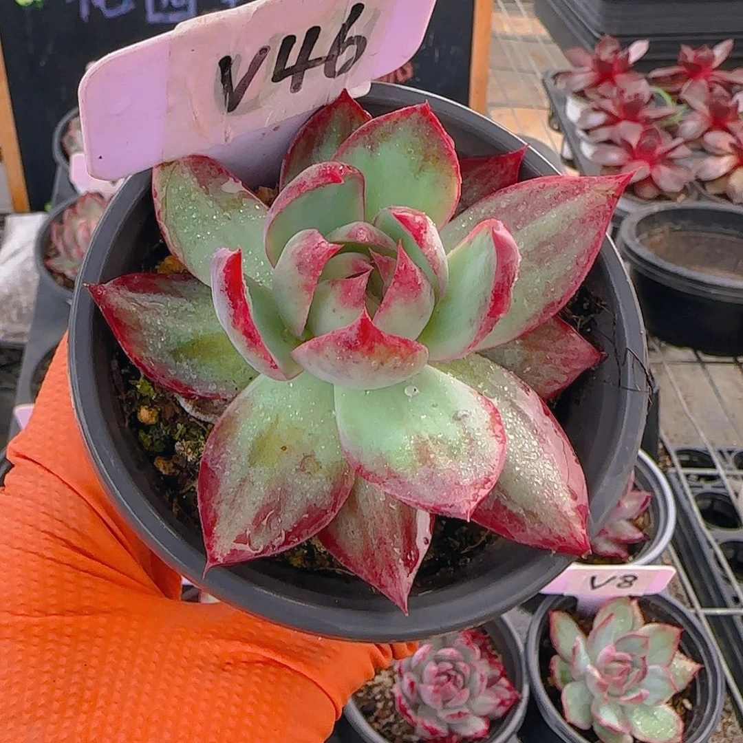 梨V46 惊鸿仙子多肉