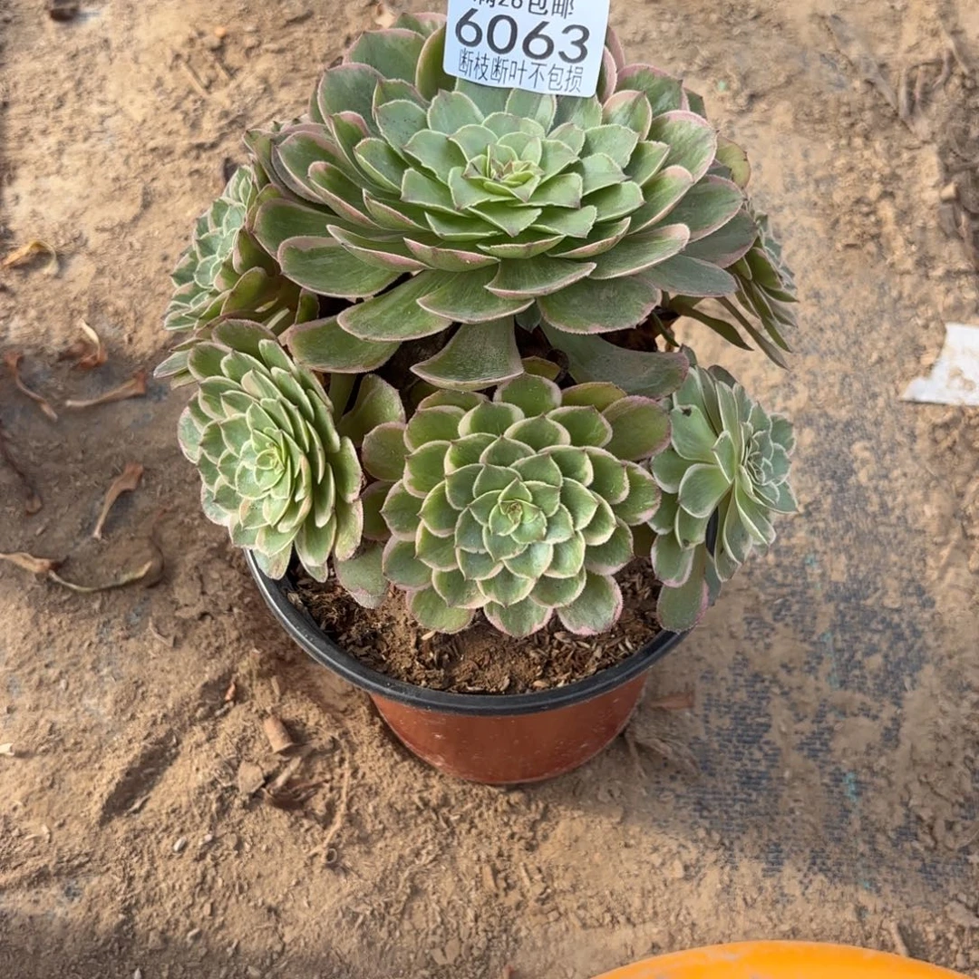 R. 6063莲花座多肉，ade