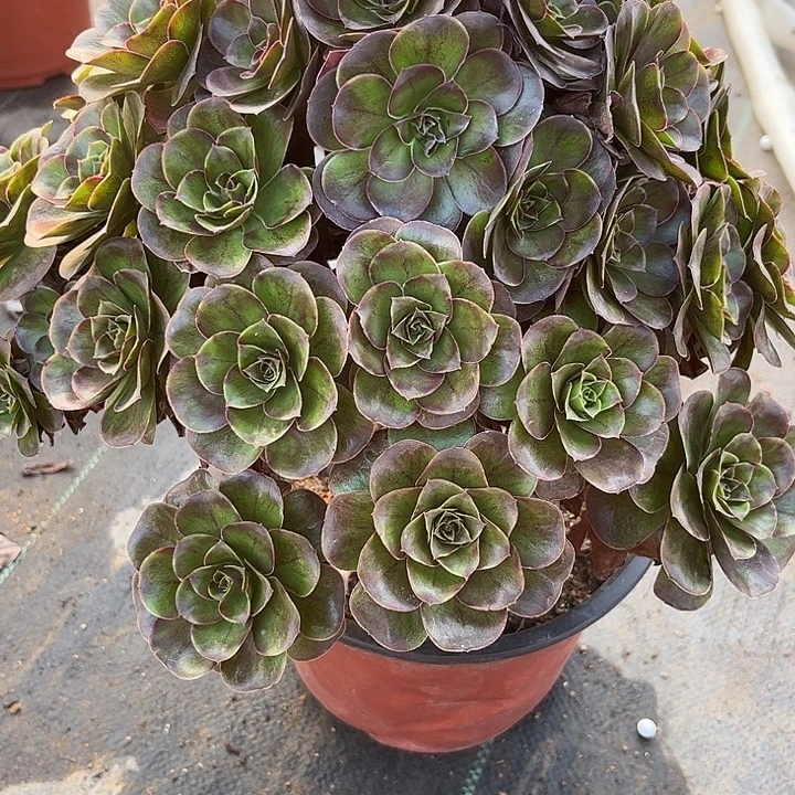 多肉植物枚金玫瑰…………