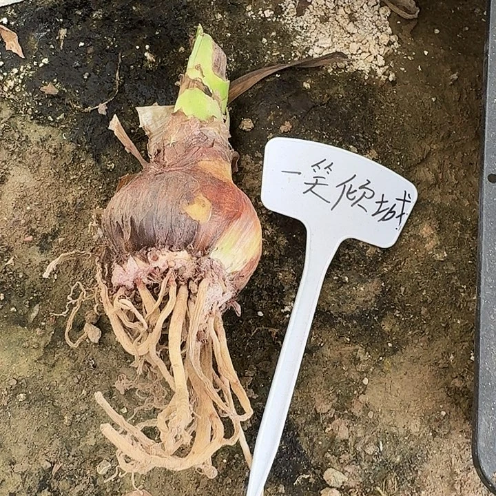 一笑倾城朱顶红一棵7.3
