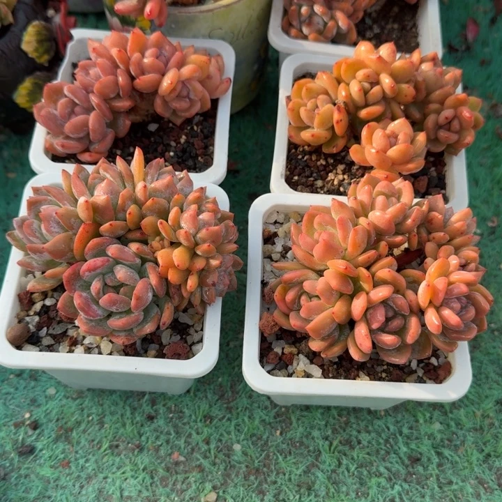 星影朵朵树精品包邮