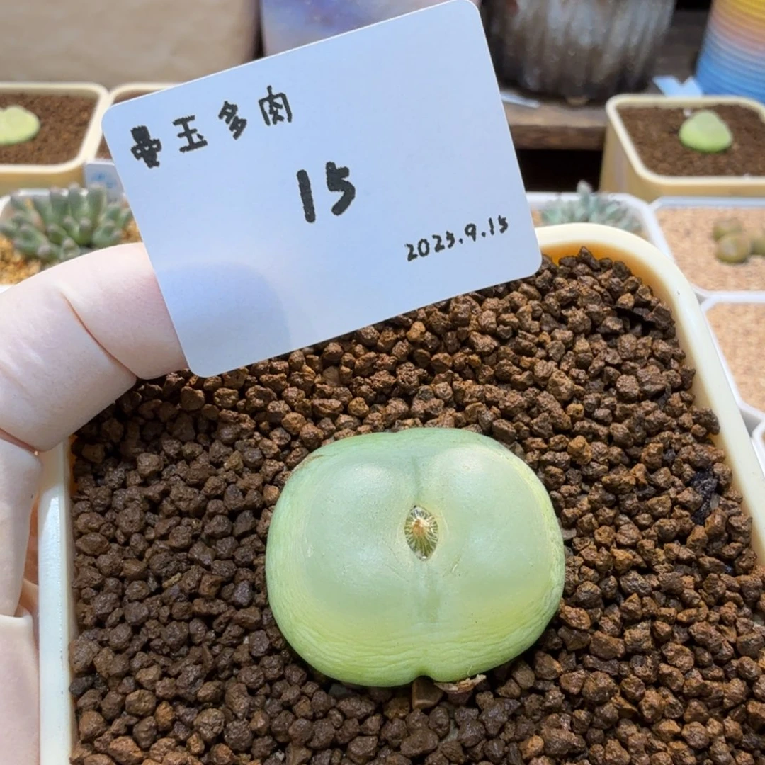 1***0多肉多肉多肉9.15-015
