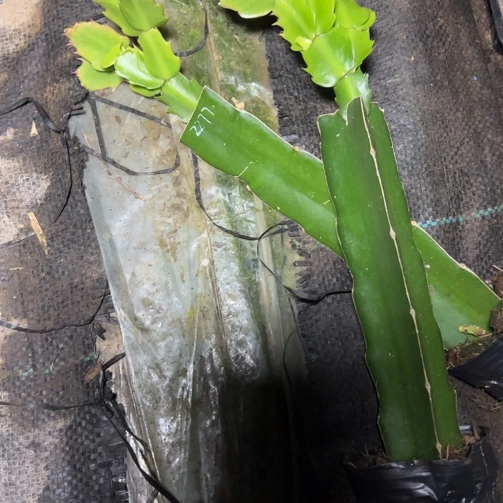 2277嫁接小苗带盆发货一颗30