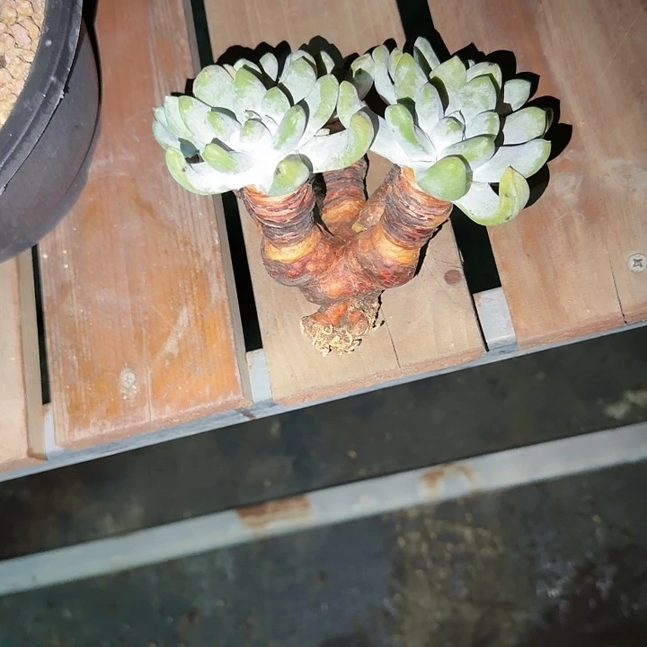 火***枝拇指仙女杯多肉植物