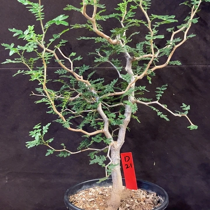 汤圆植物滔天橄榄