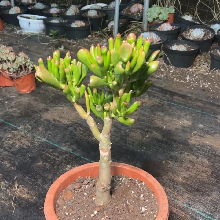 小颗吸财树带小土球发货
