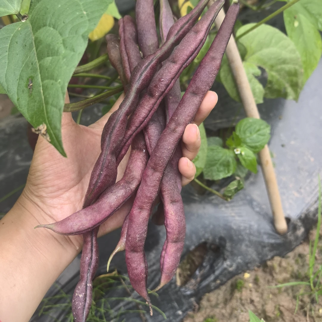 湖北恩施高山应季四季豆露天自然生长新鲜紫皮四季豆现摘现发