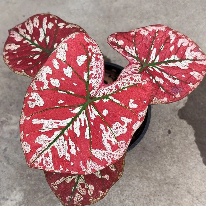 16-1118猩红玛丽广东现货