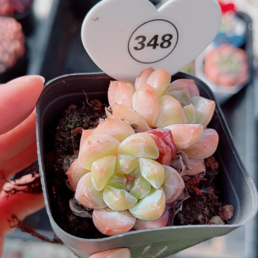 348号小老桩糖心双头