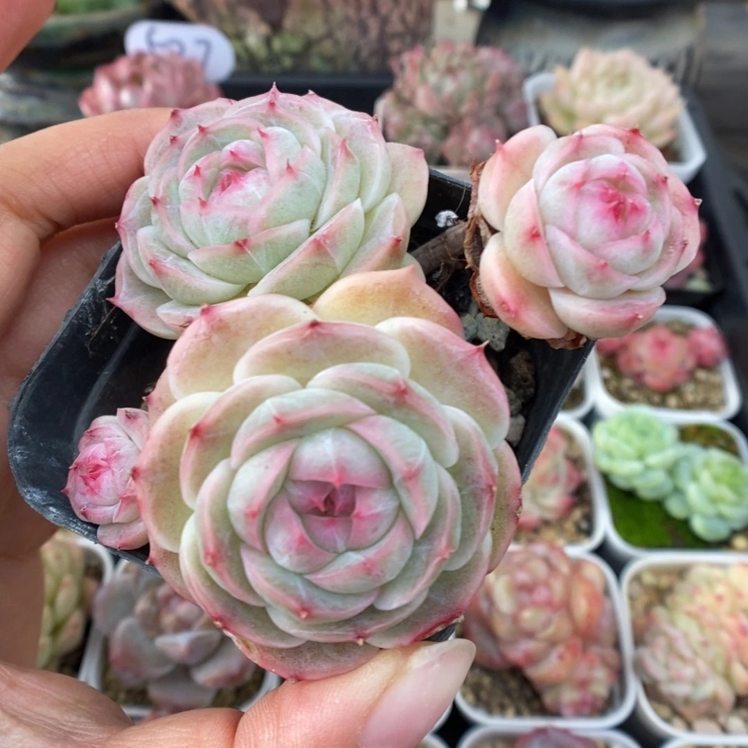 白芷珍妮群生560号