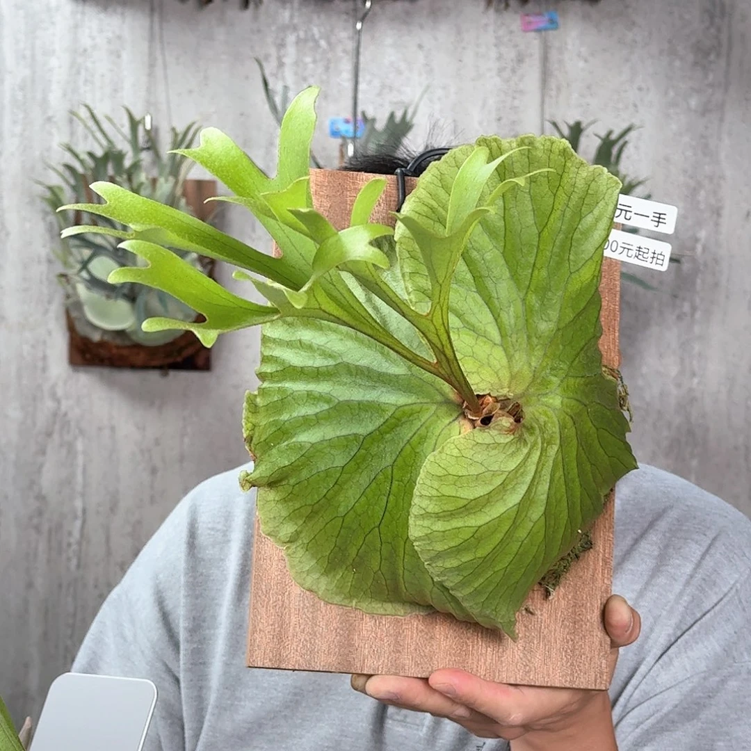 完全开放猴皇鹿角蕨