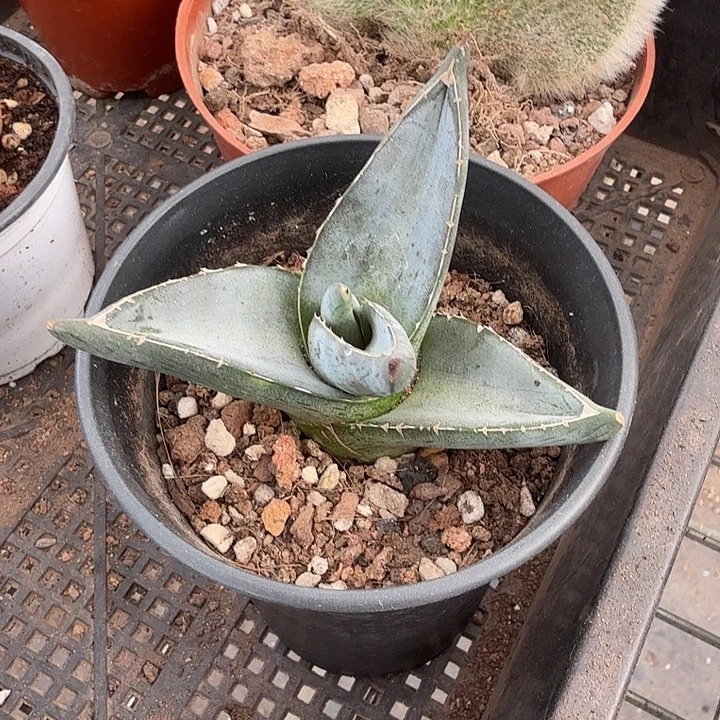 普丽拉龙舌兰8仙人球