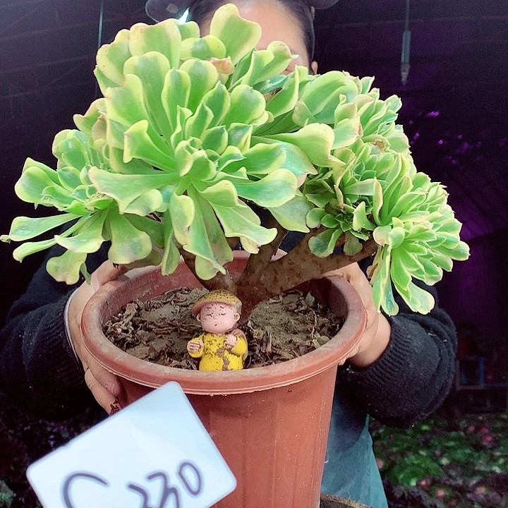 柒柒精品多肉脱土发货不包断侧枝S330