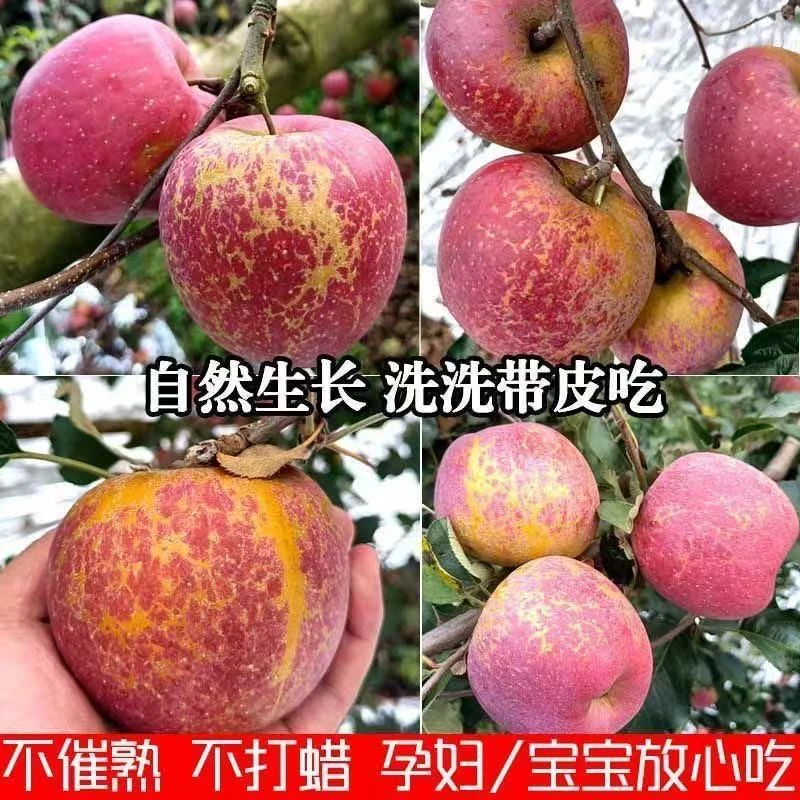 2025年新鲜当季丑苹果冰糖心苹果富士丑苹果