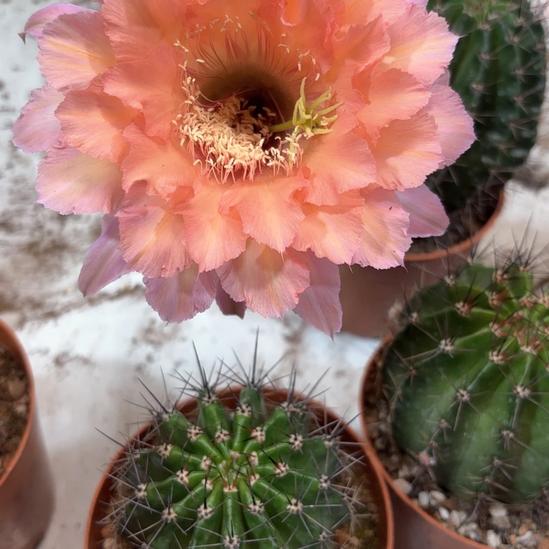 彩草53号6公分左右