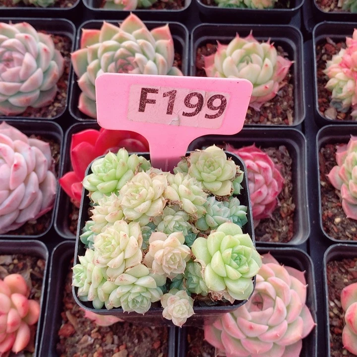 一*多肉植物5-6cm左右