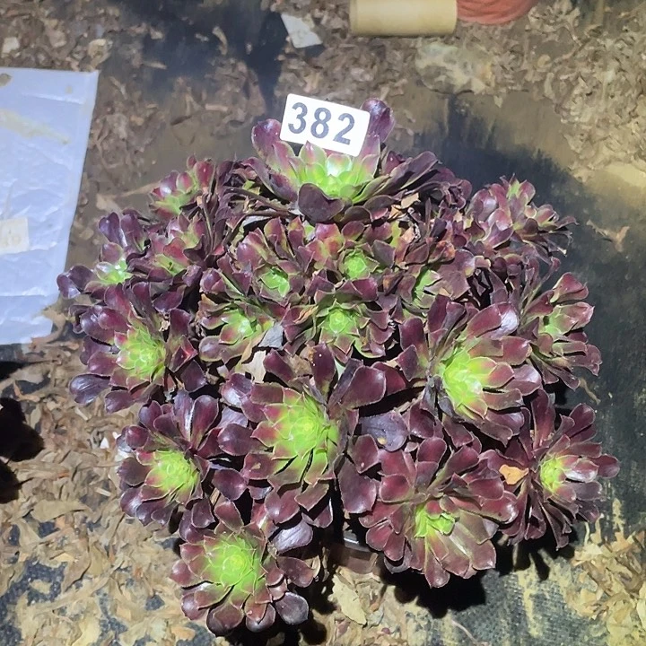 多肉植物断枝不包382红铜壶中班