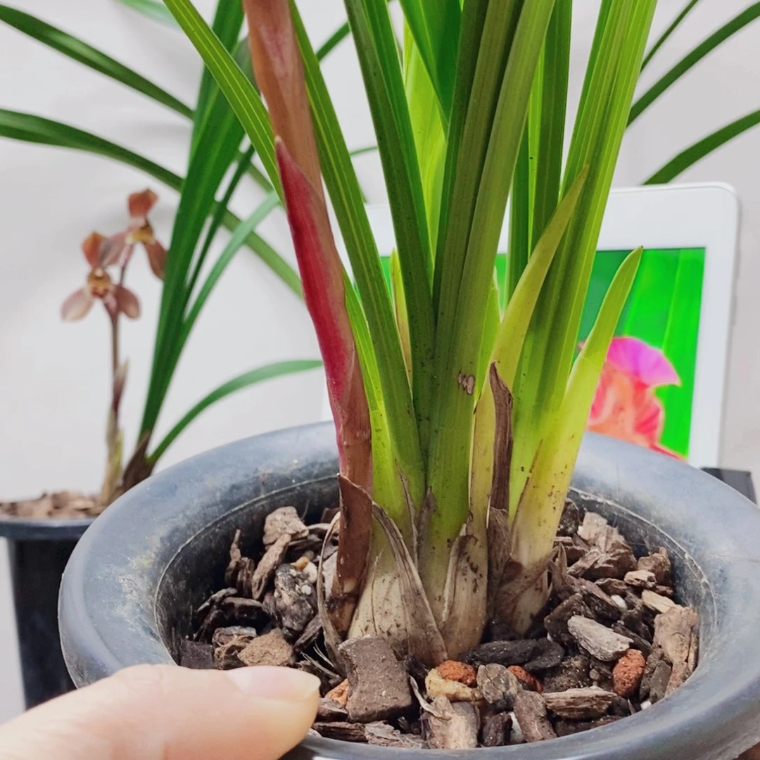 用***9大部分花苞少量开放