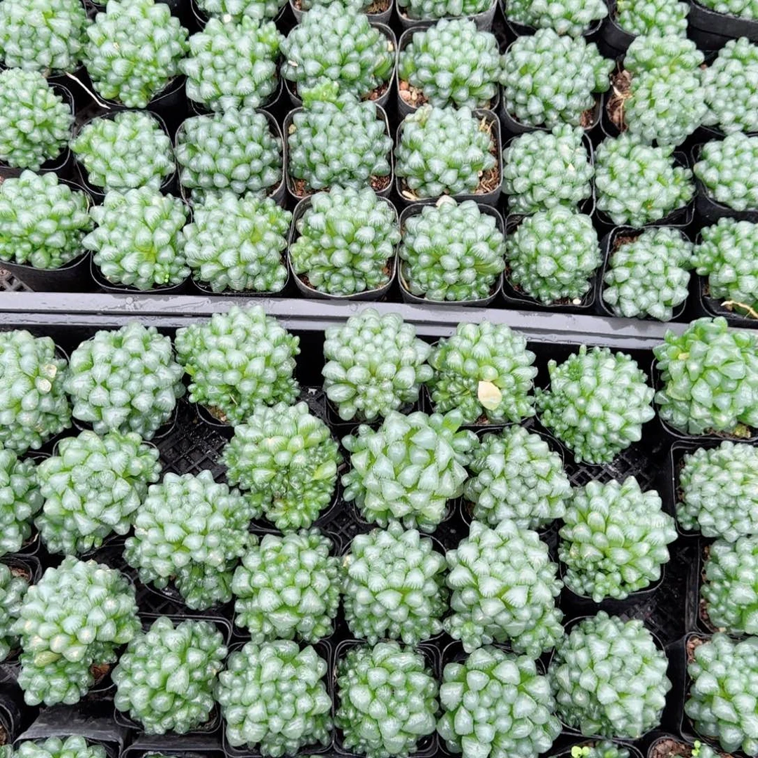 孙氏玉露多肉植物一颗