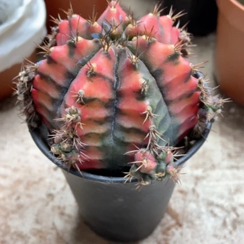 油画仙人球12米仙人球