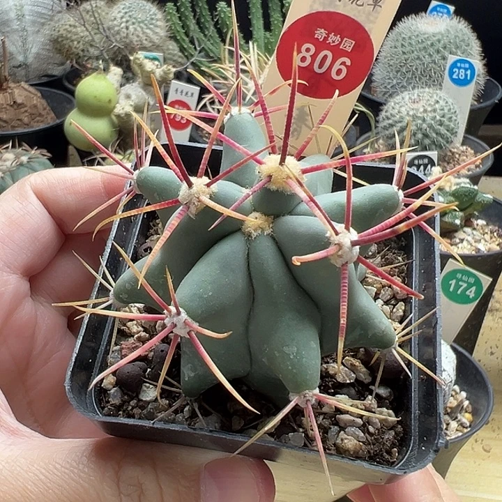 实生刈穗玉一棵仙人球