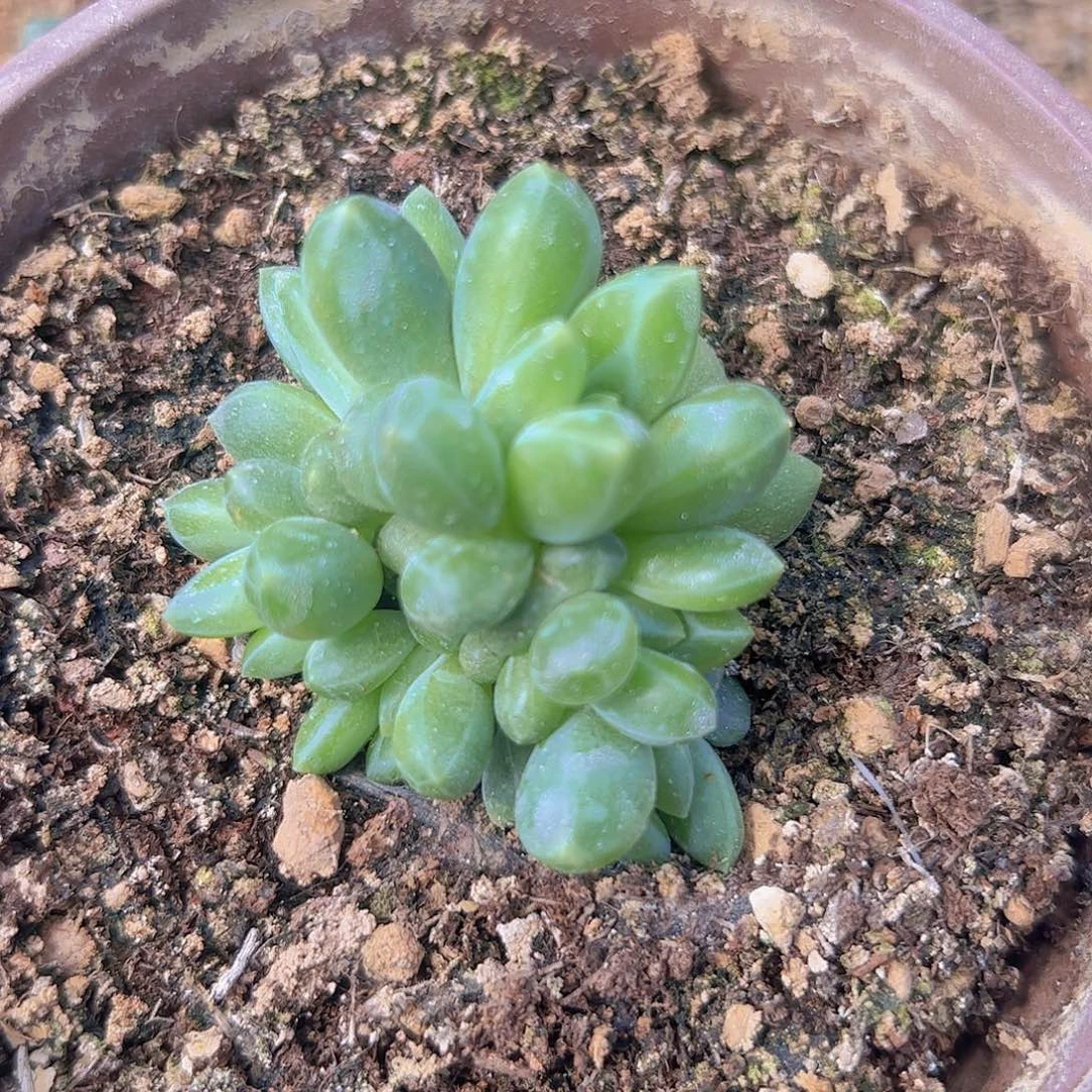 6头蒂尔曼1111111