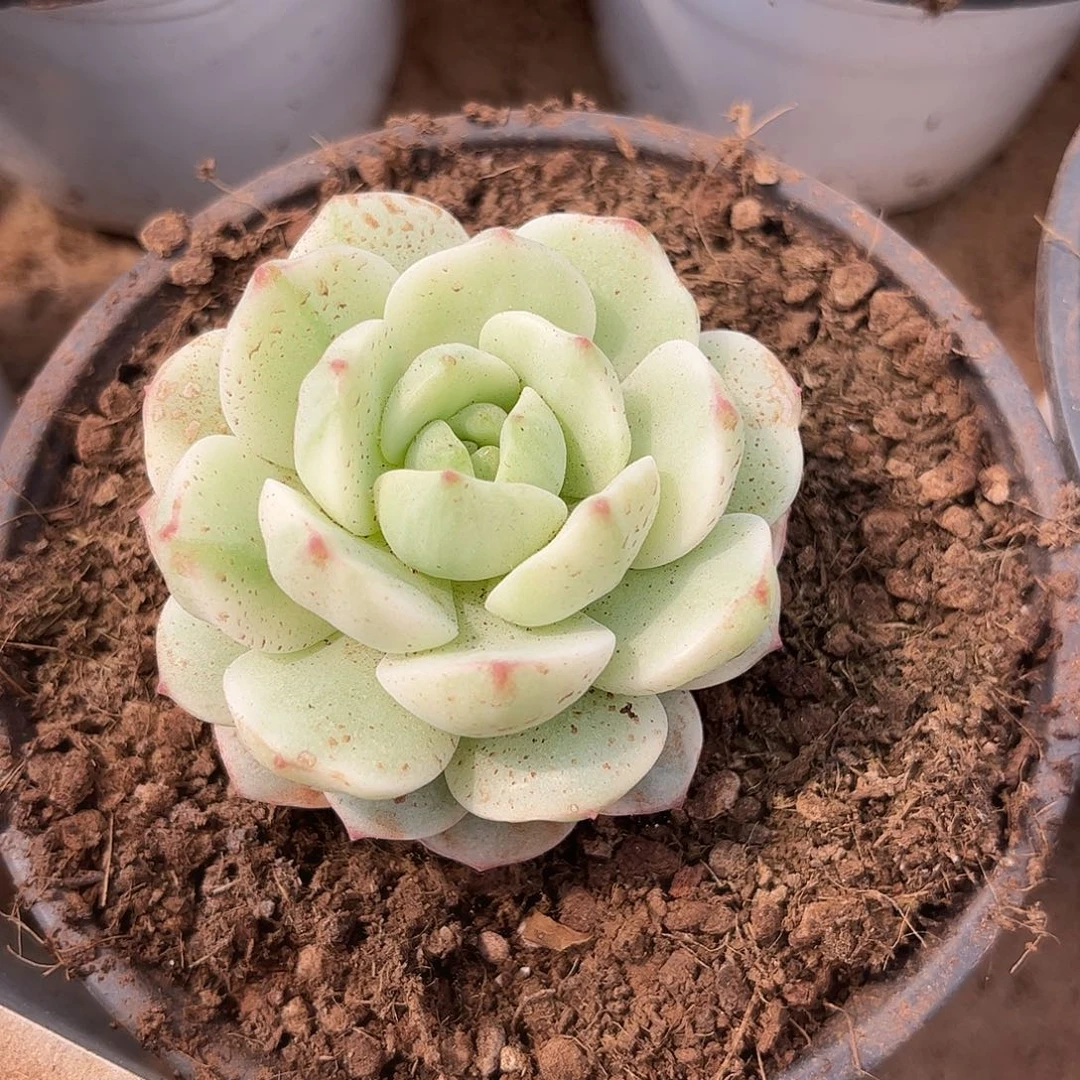 寄养链接的肉肉的