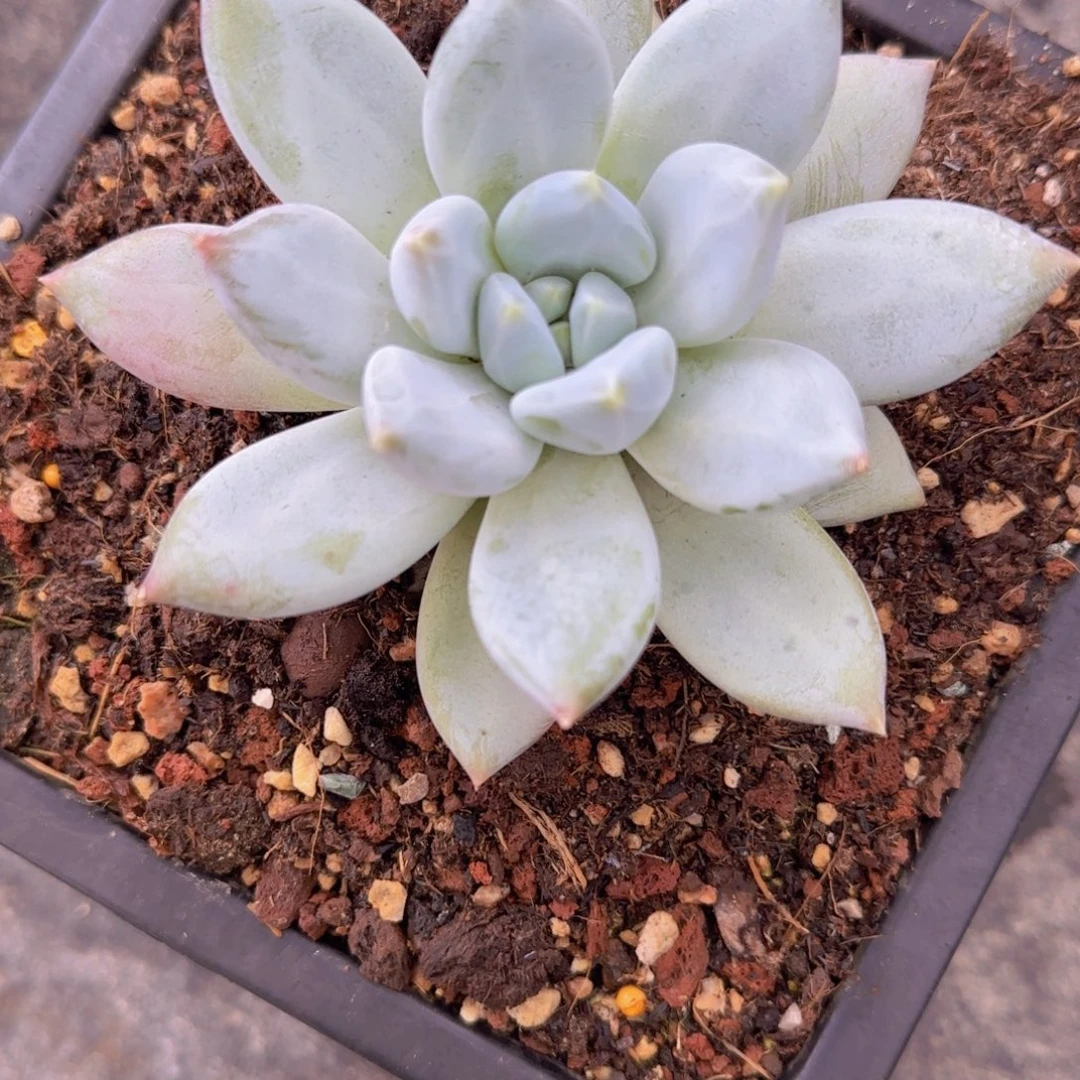 ****麻多肉植物伊丽莎白牛牛妈妈