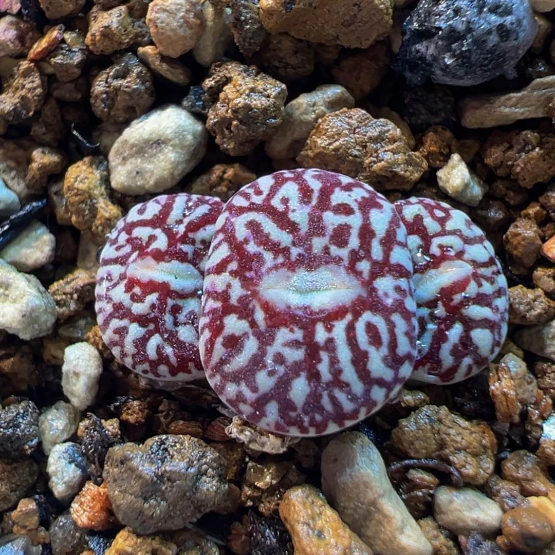 633多肉植物种类多样