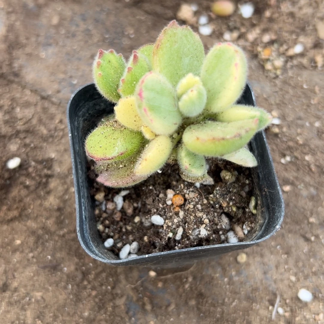 多肉植物白熊群生