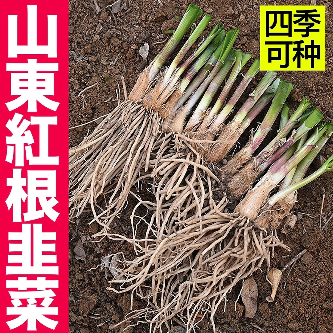 【山东寿光独根红韭菜】新鲜现挖紫根宽叶韭菜根苗四季可种阳台盆栽