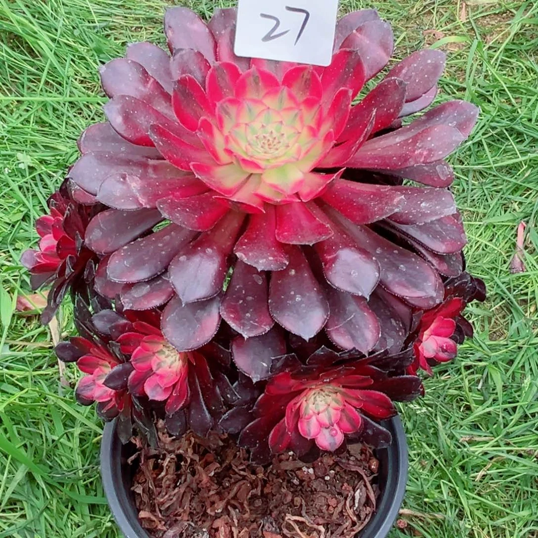 一物一拍多肉法师27