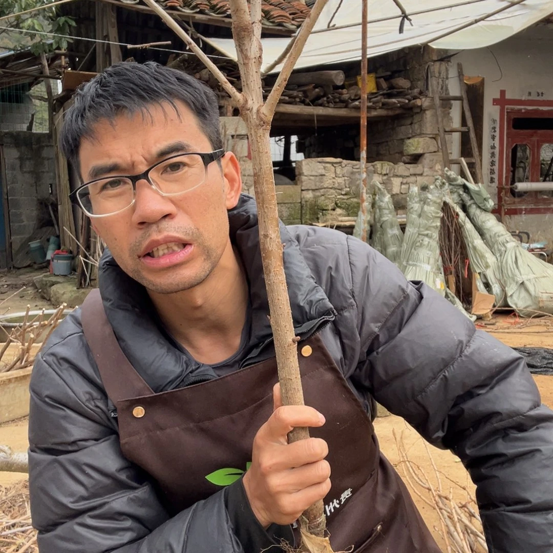 当前无花栽培后可以开花2