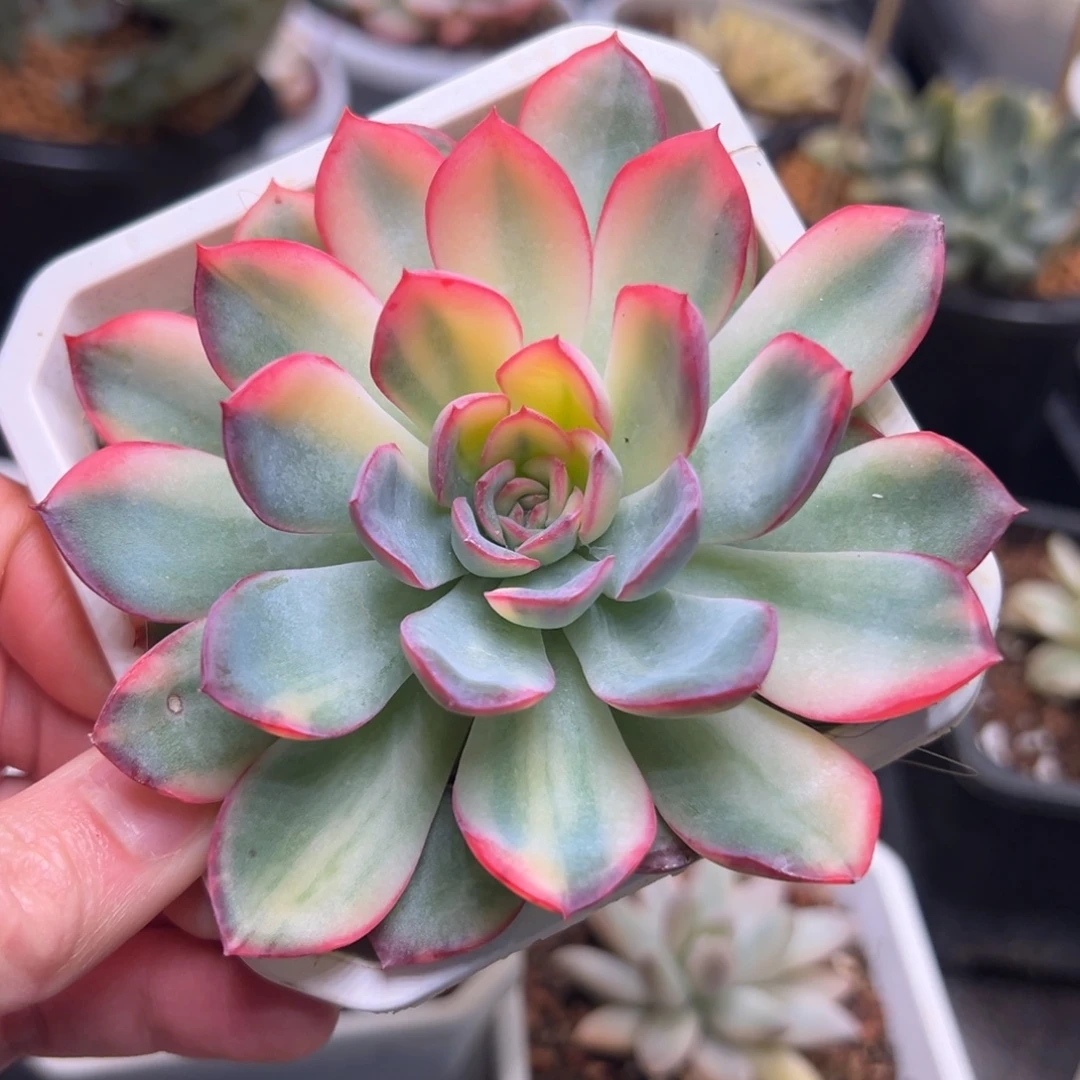 雨燕座锦，花脸拉丝锦底层叶子有伤