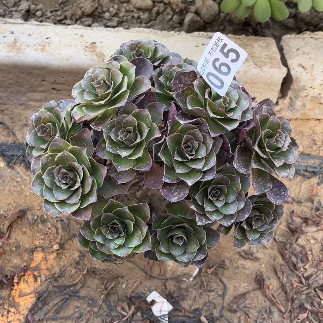 魅金玫瑰065不包断枝