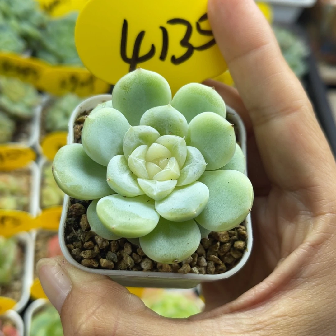 独家新品FJ3晶体珍妮4135