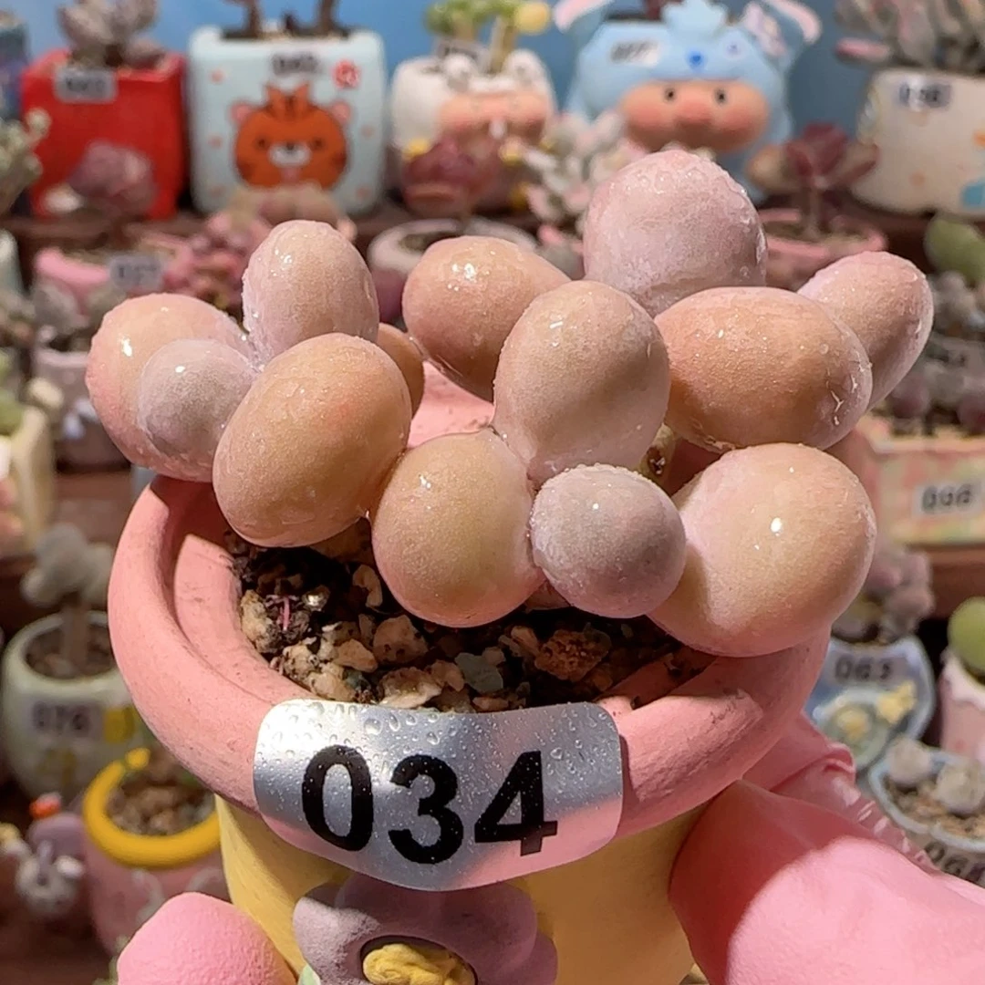三头蛋黄奶 盆口3.5cm