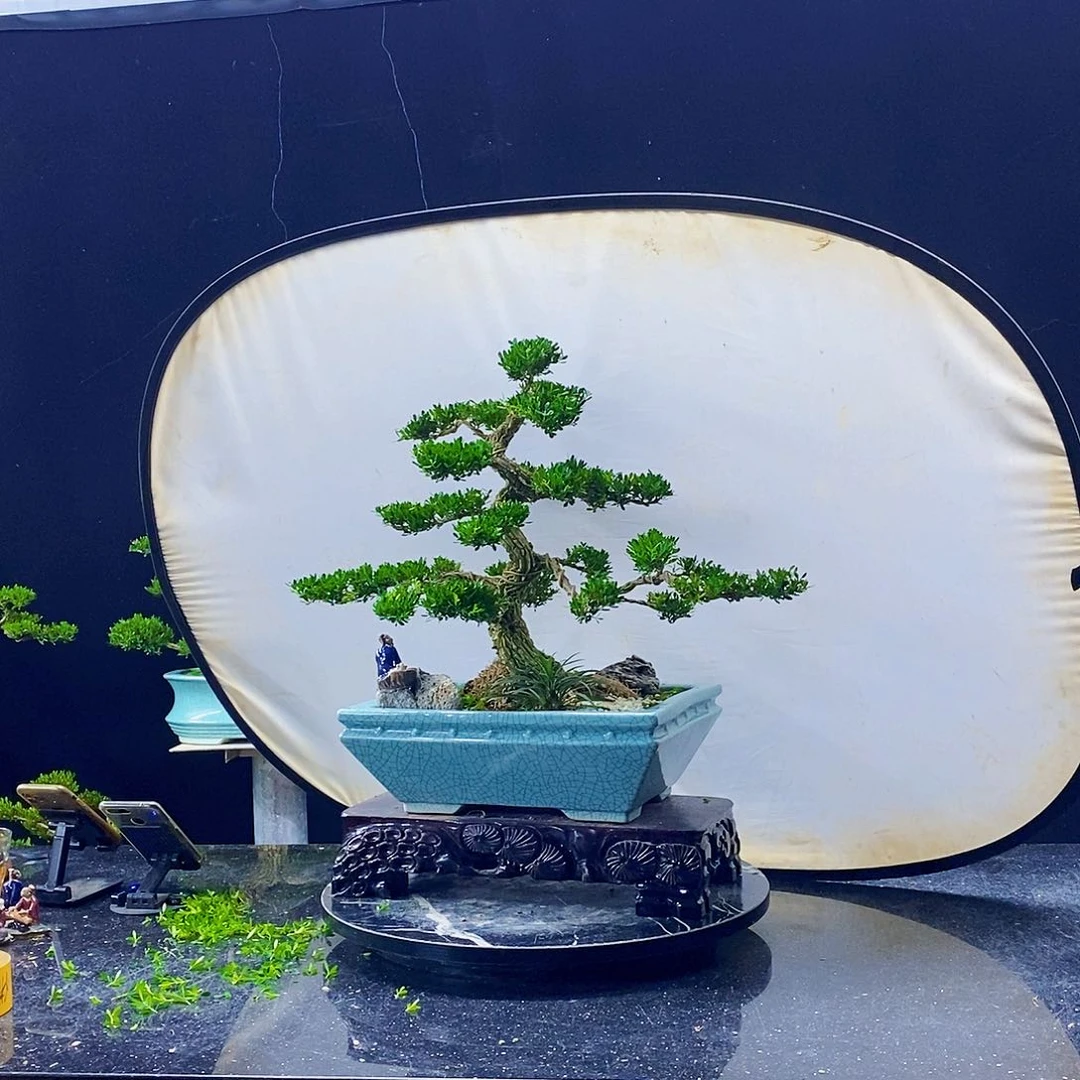 无花朵黄杨盆景造型