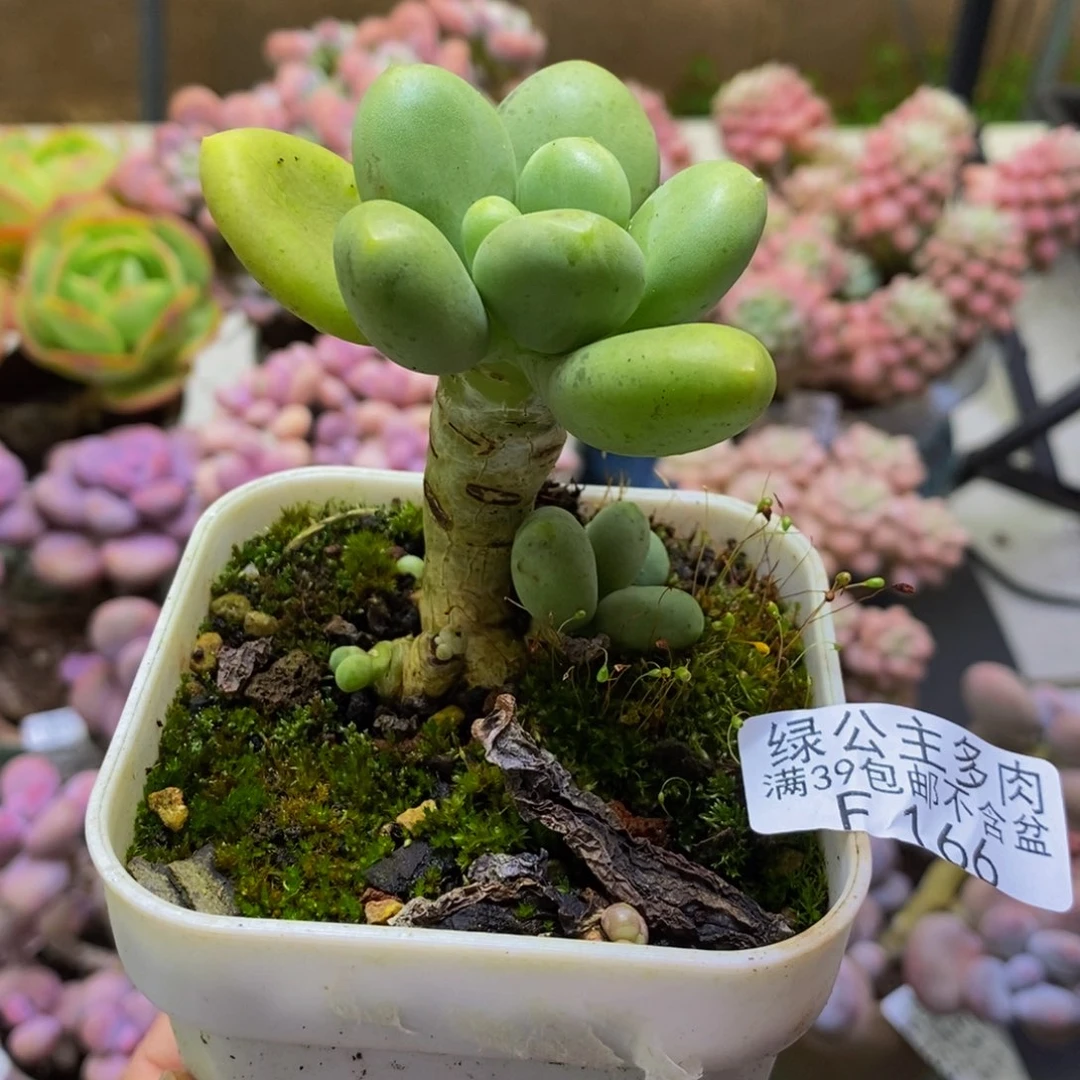 166芒果奶6cm多肉