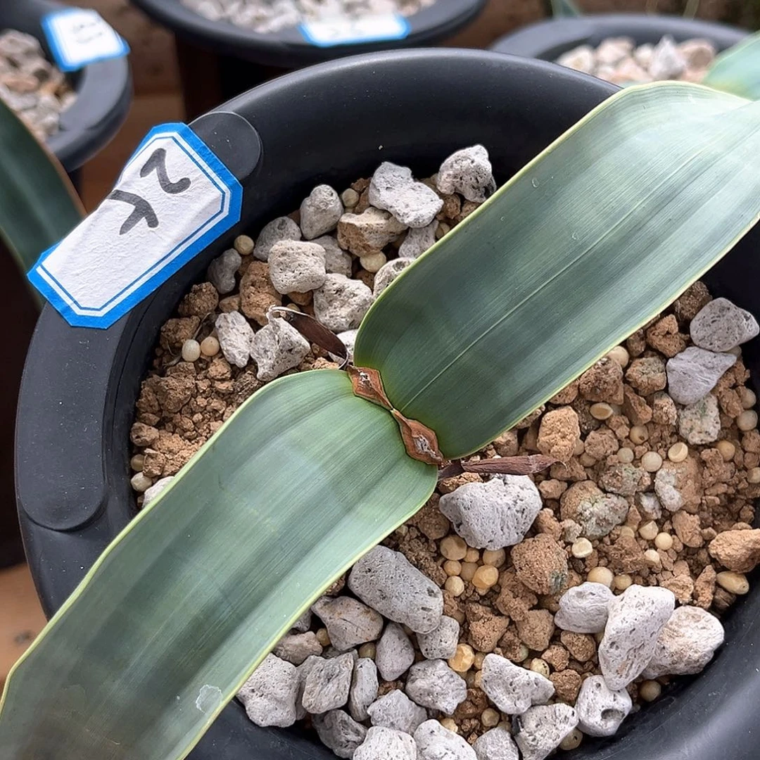 潮流植物 百岁兰 金线