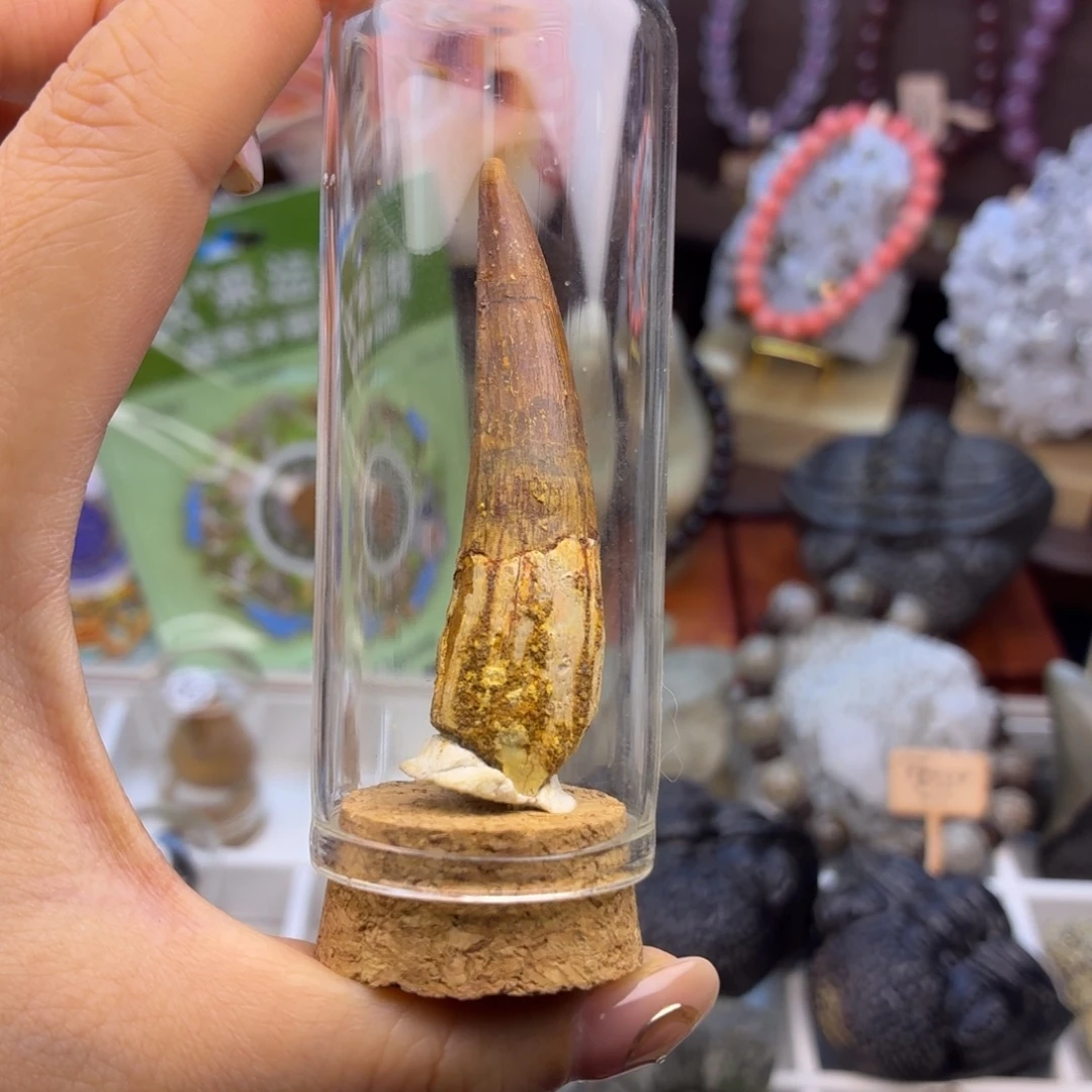 塑料棘龙牙，古生物的朋友