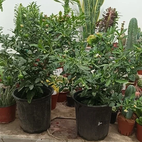 当前无花朵，栽培后可花朵珊瑚樱两盆