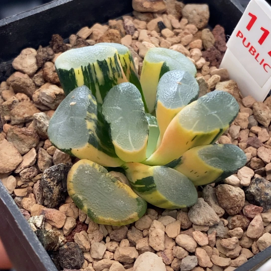 117号透镜万象锦带盆发货
