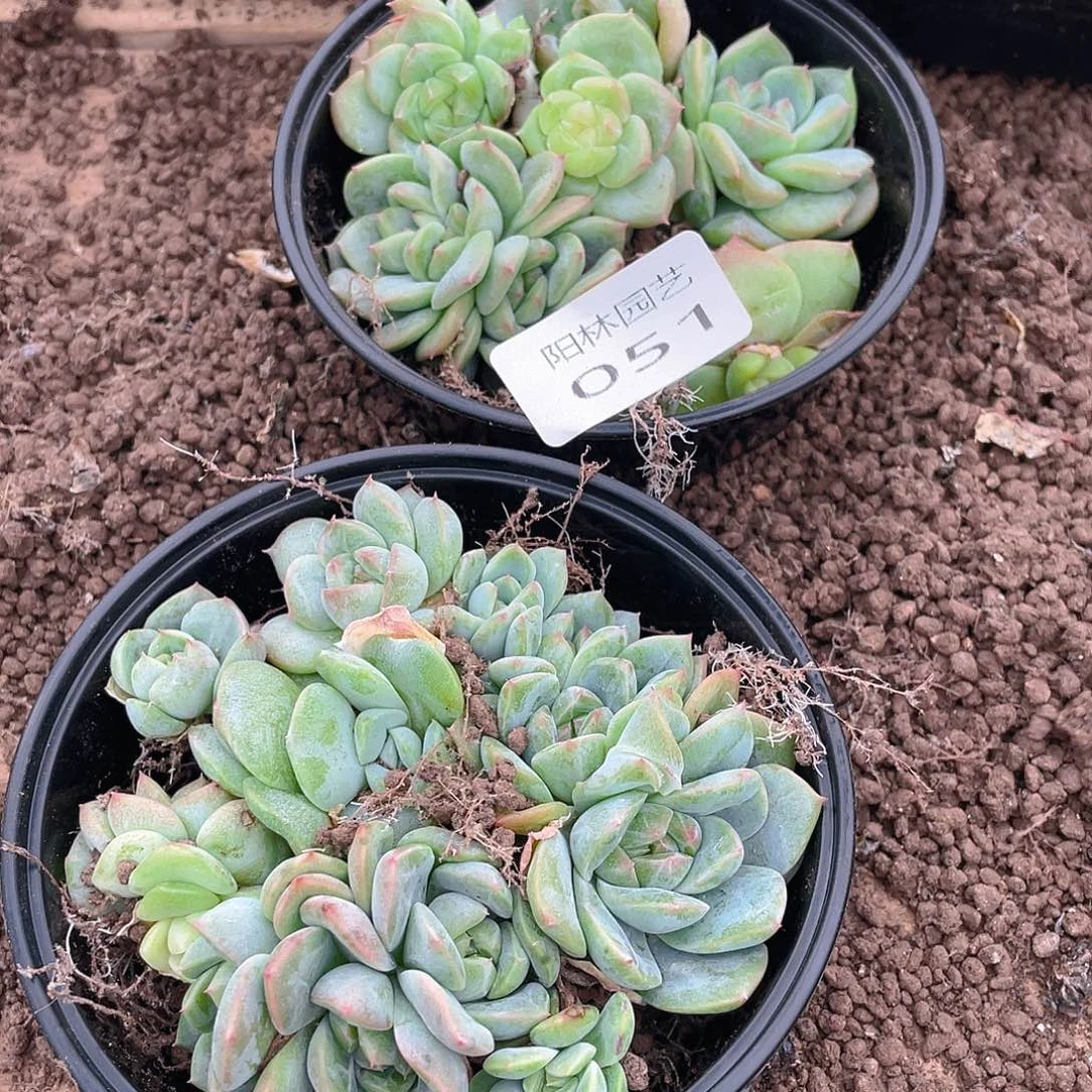 若***初多肉植物多肉植物51