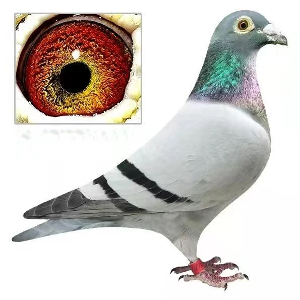 信鸽用品草窝种鸽