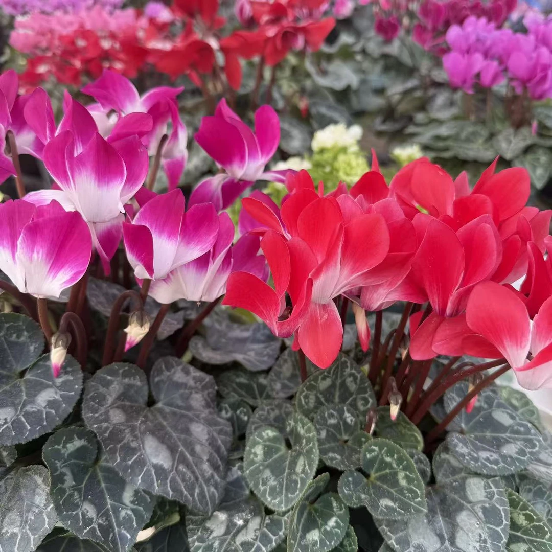 【音迪卡荷花仙子组合】2盆荷花仙客来花色丰富开花能手