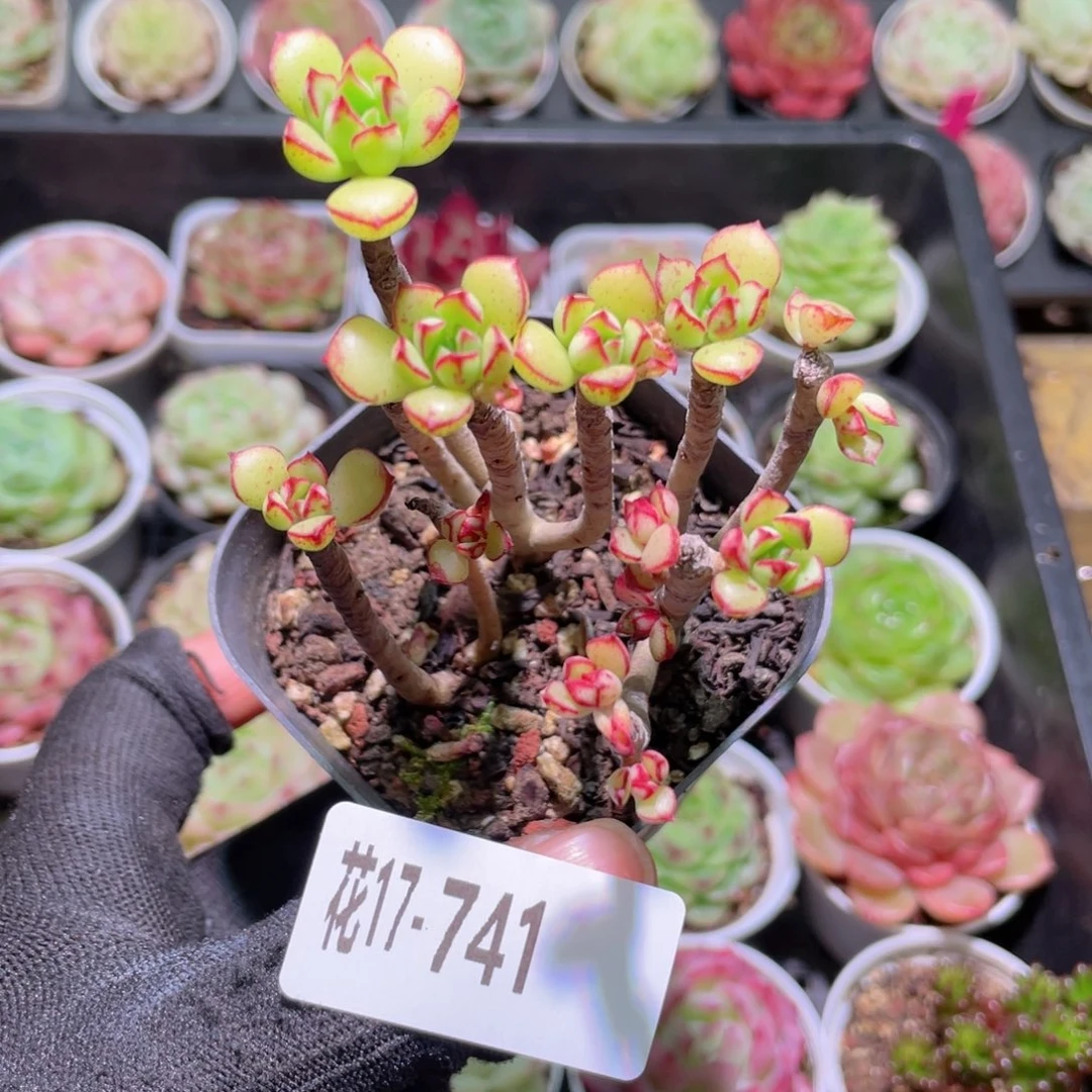 花利美17-741酥皮鸭散