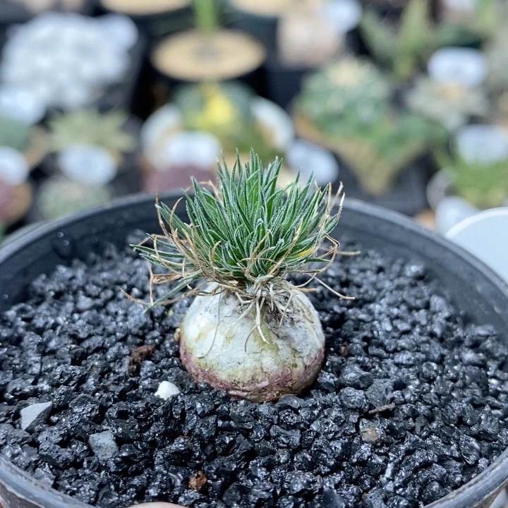 803号实生迷你海葱2cm